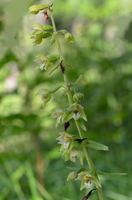 kruštík širokolistý pravý Epipactis helleborine subsp. helleborine (L.) Crantz