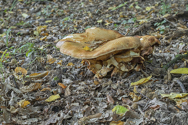 čechratec obrovský Leucopaxillus giganteus (Sowerby) Singer