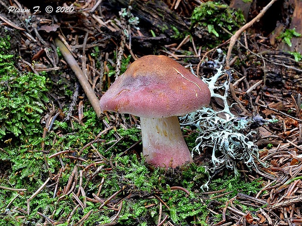 čírovec červenožltý Tricholomopsis rutilans (Schaeff.) Singer