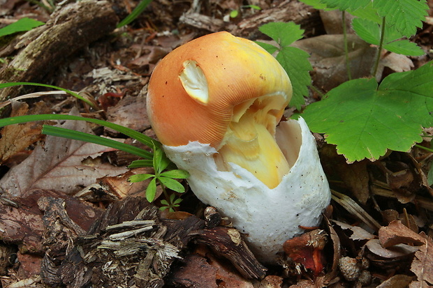 muchotrávka cisárska Amanita caesarea (Scop.) Pers.