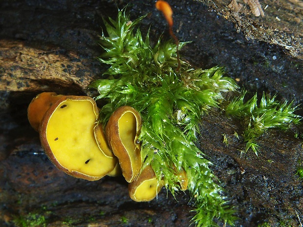 zvrásnenec žltoolivový Chlorencoelia versiformis (Pers.) J.R. Dixon