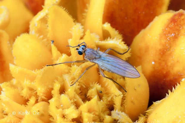 mušička Lonchoptera bifurcata