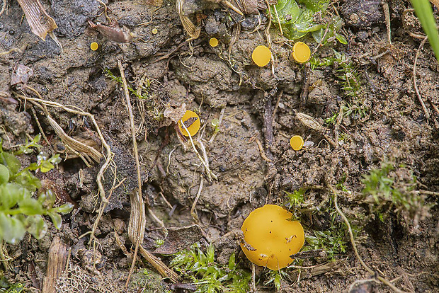drevnička žltá Phaeohelotium cf. terrestre (Velen.) Svrček