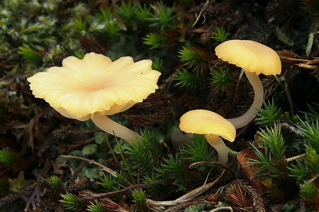 kalichovka Hudsonova Lichenomphalia hudsoniana (H.S. Jenn.) Redhead, Lutzoni, Moncalvo & Vilgalys