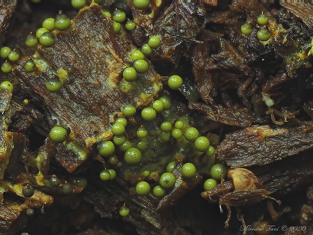 slizovka Cribraria aurantiaca Schrad.