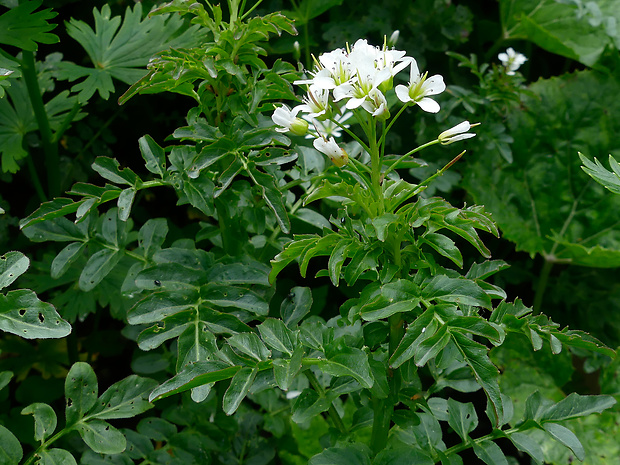 žerušnica horká opizova Cardamine amara subsp. opicii (J. Presl et C. Presl) Čelak.
