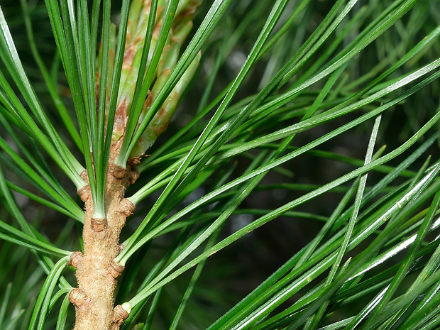 borovica limbová Pinus cembra L.