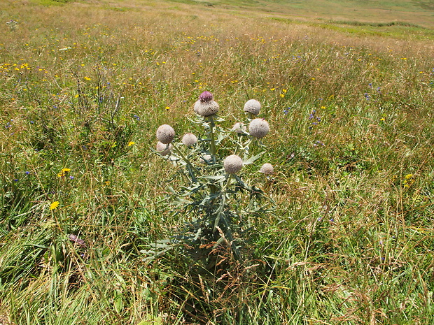 pichliač bielohlavý Cirsium eriophorum (L.) Scop.