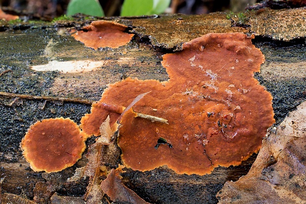 drevovček oranžový Hypoxylon ticinense L.E. Petrini