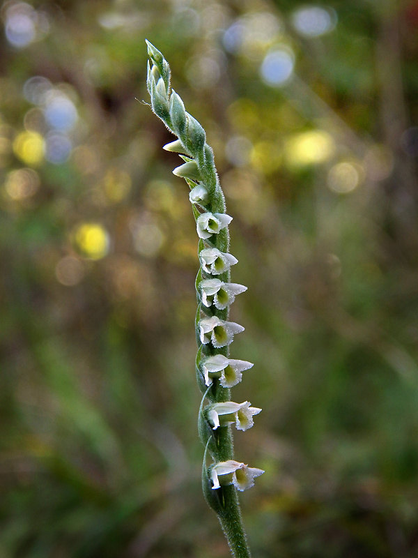 pokrut jesenný Spiranthes spiralis (L.) Chevall.