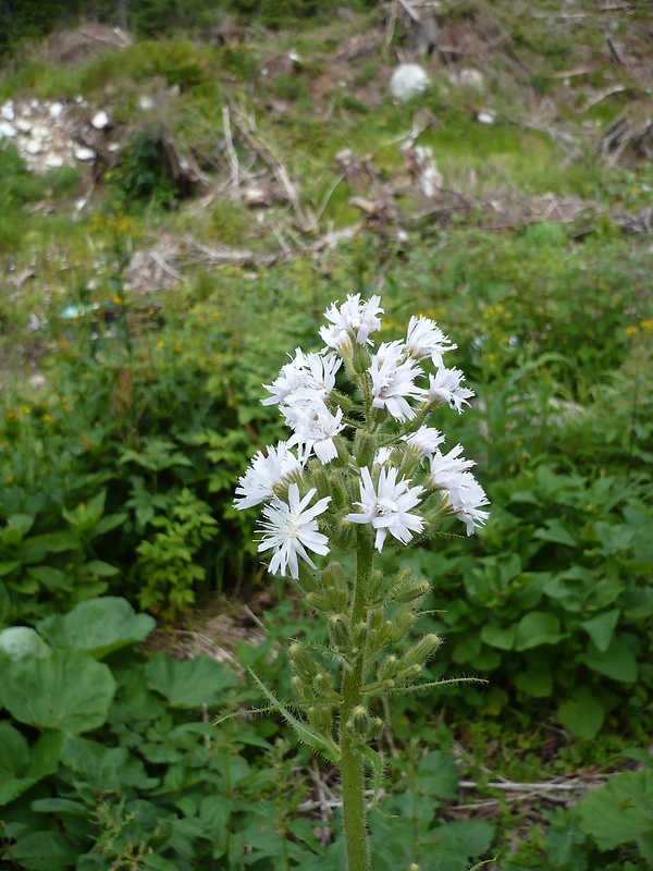 mliečivec alpínsky Cicerbita alpina (L.) Wallr.