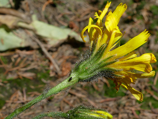 jastrabník počerný Hieracium nigritum Uechtr.