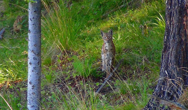 rys ostrovid. Lynx lynx