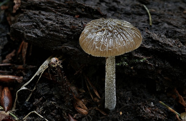 štítovka sivá Pluteus thomsonii (Berk. & Broome) Dennis