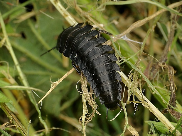 zdochlinár obyčajný - larva Silpha obscura