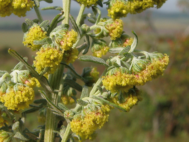 palina pontická Artemisia pontica L.