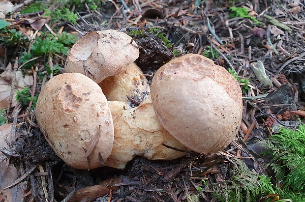 hríb horský Butyriboletus subappendiculatus (Dermek, Lazebn. & J. Veselský) D. Arora & J.L. Frank