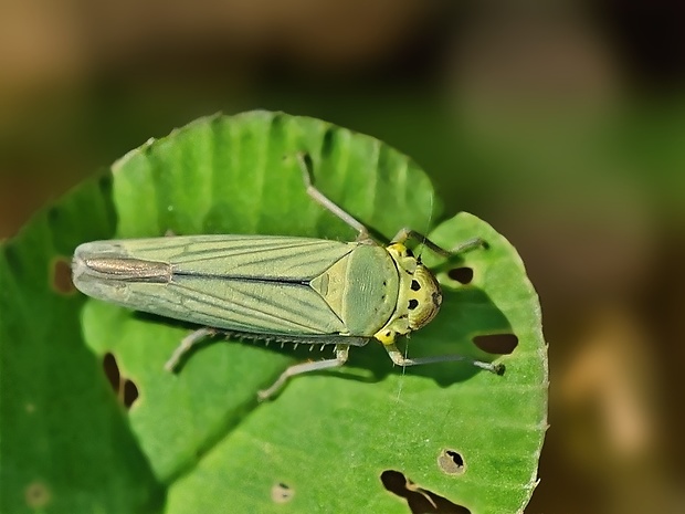 cikádka Cicadella viridis