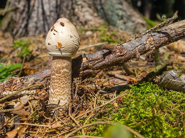 bedľa vysoká Macrolepiota procera (Scop.) Singer