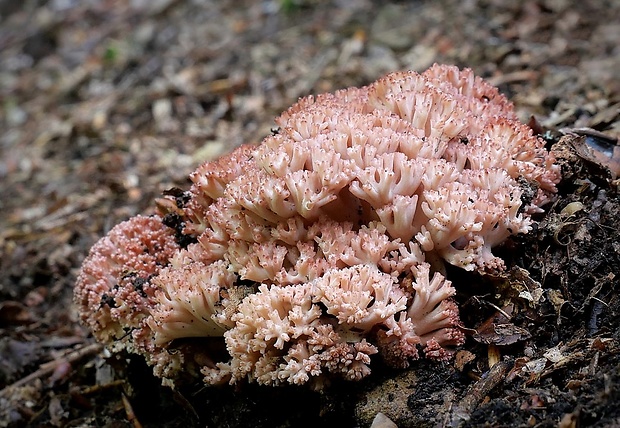strapačka koralovitá Ramaria botrytis (Pers.) Ricken