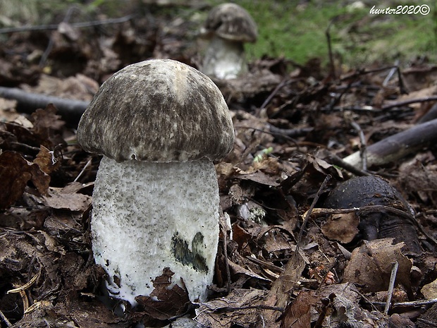 kozák rozličnofarebný Leccinum variicolor Watling