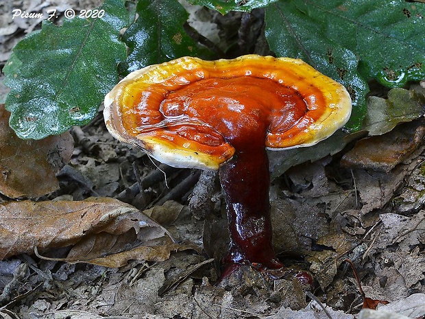 lesklokôrovka obyčajná Ganoderma lucidum (Curtis) P. Karst.