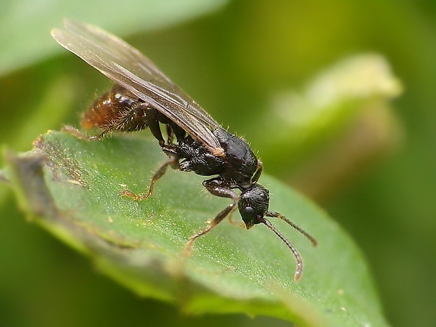 tieňovka Proctotrupoidea sp.