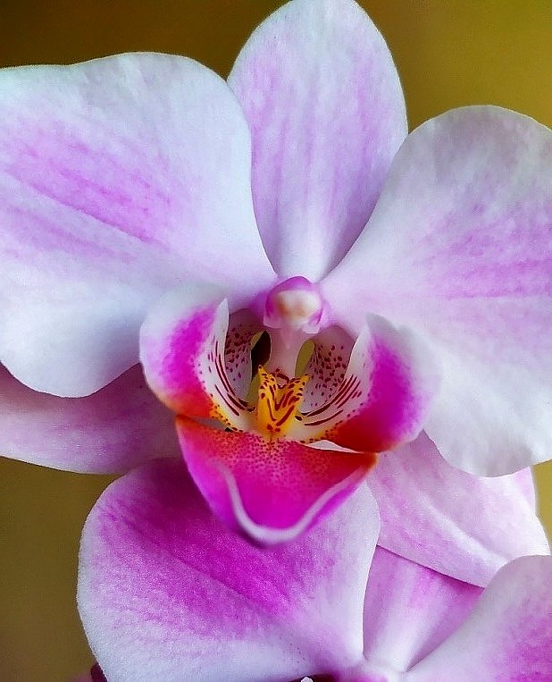 orchidea Phalaenopsis sp.