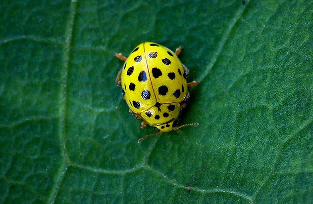 lienka múčnatá (sk) / slunéčko dvaadvacetitečné (cz) Psyllobora vigintiduopunctata Linnaeus, 1758