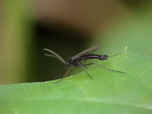 ? Diptera, Sciaridae