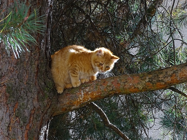 mačka domáca Felis catus