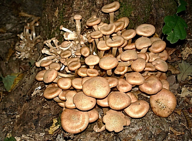 podpňovka bezprsteňová Armillaria socialis (DC.) Fayod