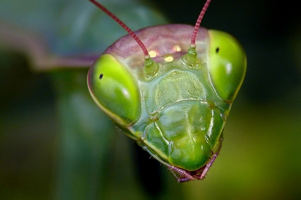 modlivka zelená (sk) / kudlanka nábožná (cz) Mantis religiosa Linnaeus, 1758