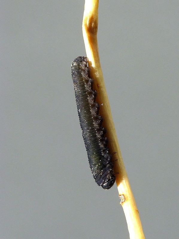 larva xylenae