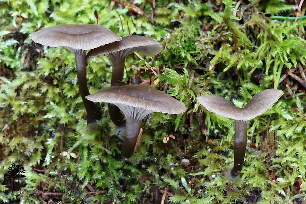 kalichovka drevná Arrhenia epichysium (Pers.) Redhead, Lutzoni, Moncalvo & Vilgalys