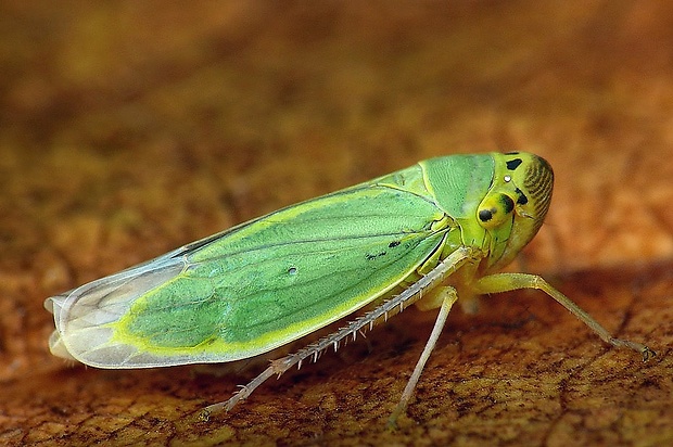 cikádka zelená (sk) / křísek zelený (cz) Cicadella viridis Linnaeus, 1758
