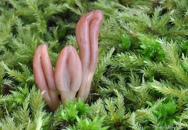 drobnojazýček Microglossum rufescens (Grélet) Bon