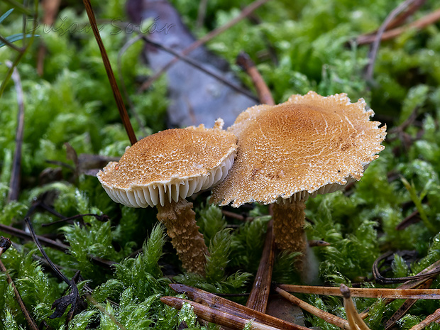 zrnivka okrová Cystoderma amianthinum (Scop.) Fayod
