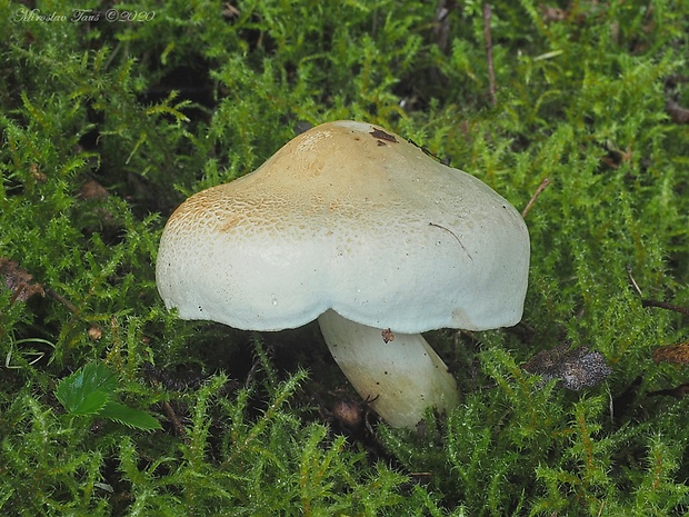 čírovka Tricholoma stiparophyllum (S. Lundell) P. Karst.