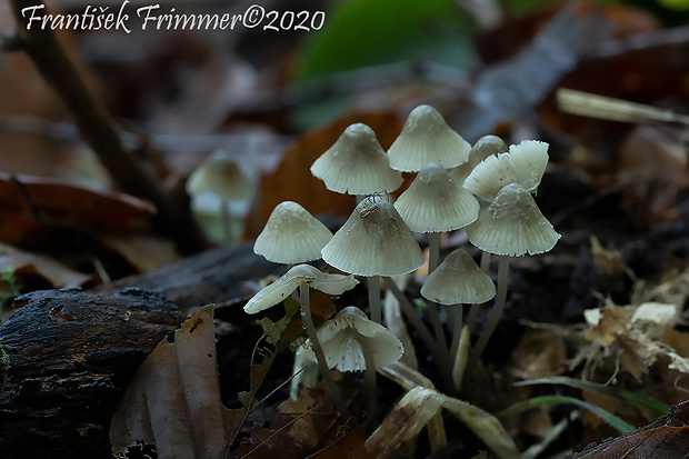 prilbička Mycena sp.