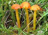 lúčnica blednúca