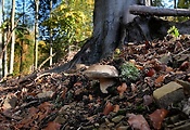 hríb smrekový - jesenný biotop