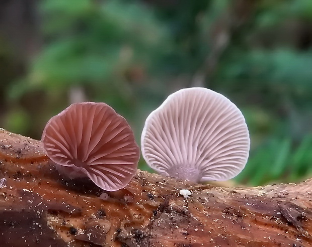 pňovka fialovohnedá Panellus violaceofulvus (Batsch) Singer