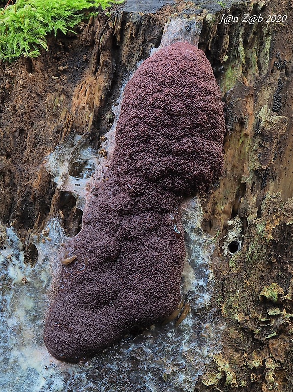 slizovka Symphytocarpus amaurochaetoides Nann.-Bremek.