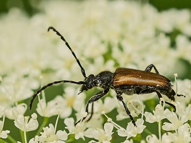 fuzáč Paracorymbia maculicornis