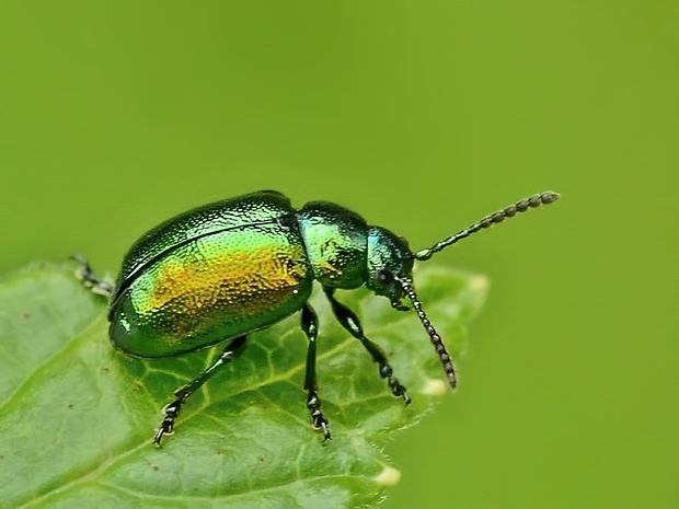 liskavka Gastrophysa viridula