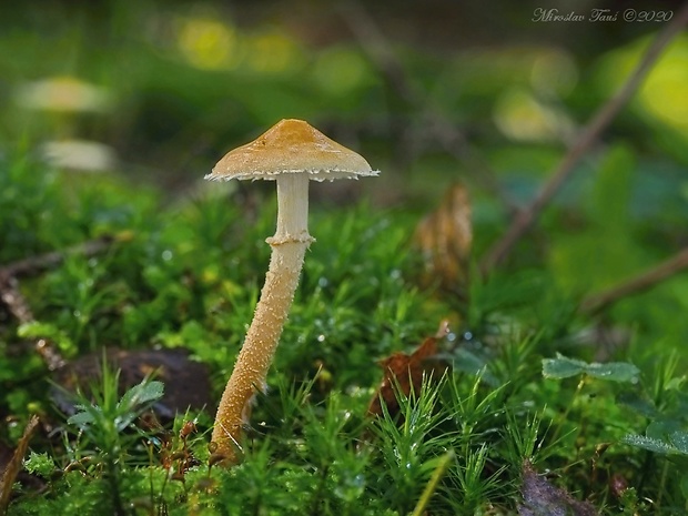 zrnivka okrová Cystoderma amianthinum (Scop.) Fayod