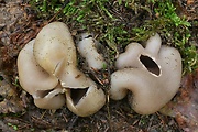 tulipánovka fialová