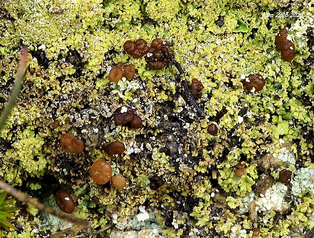 dutohlávka Cladonia caespiticia (Pers.) Flörke