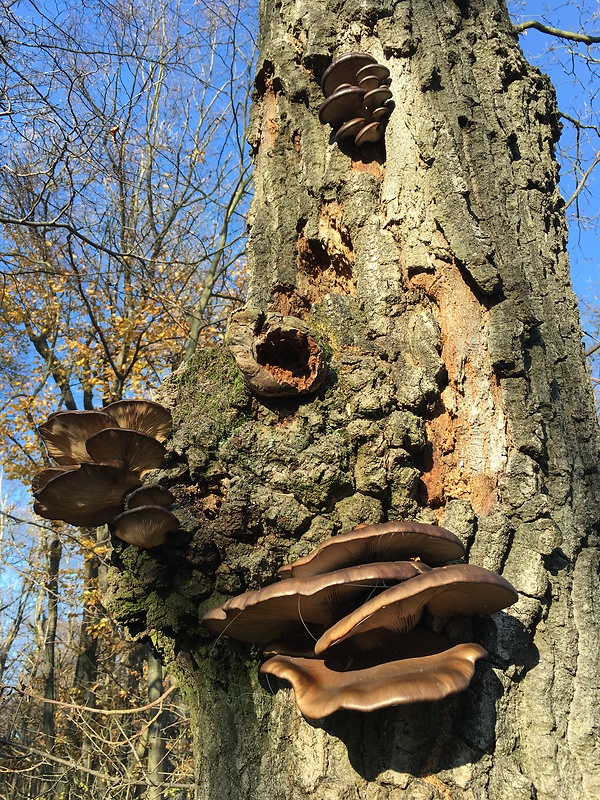 hliva ustricovitá Pleurotus ostreatus (Jacq.) P. Kumm.